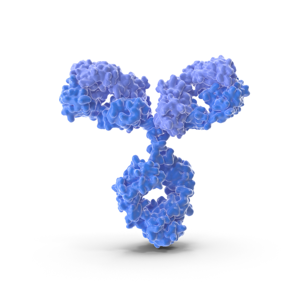 MEF2C antibody