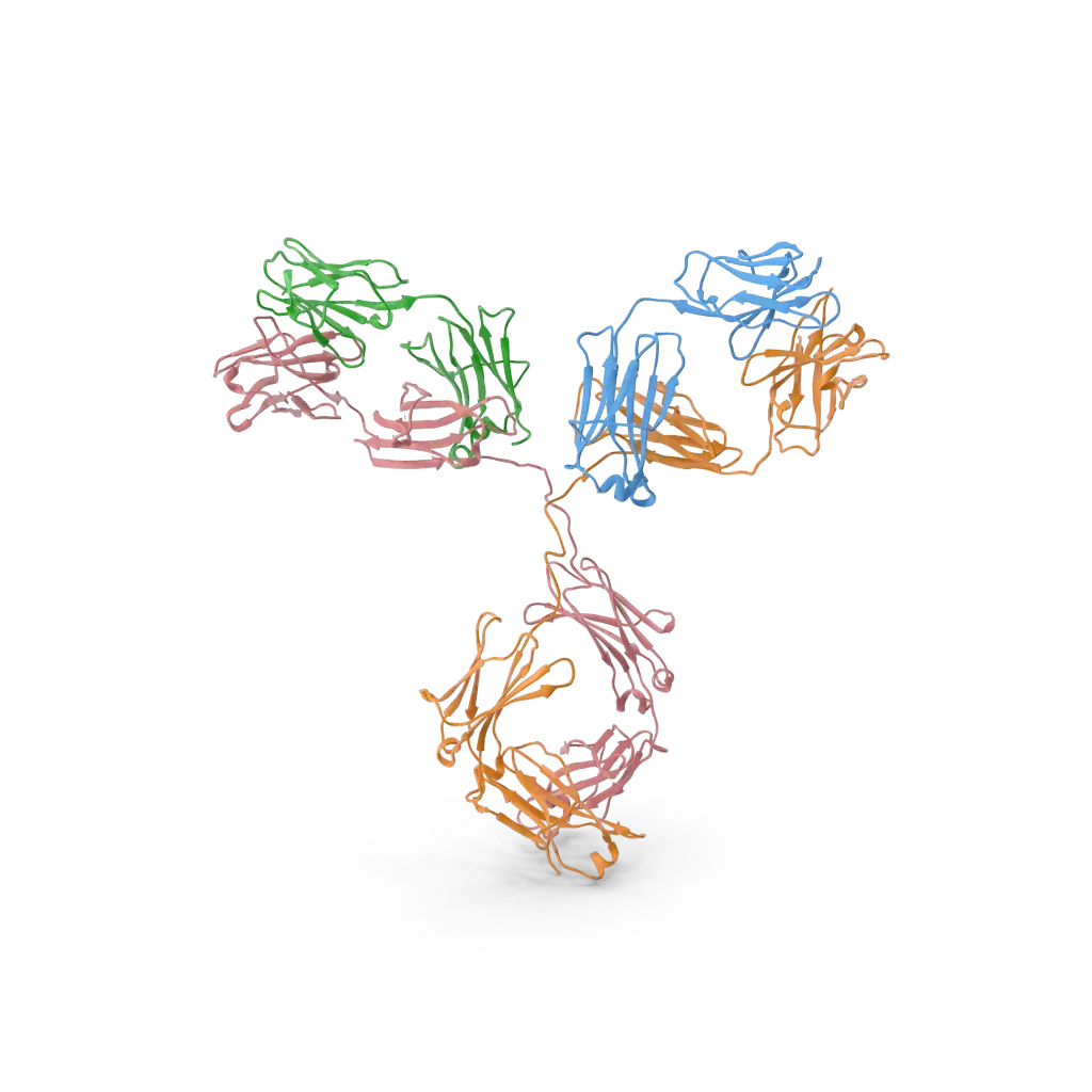 MAPK12 Antibody