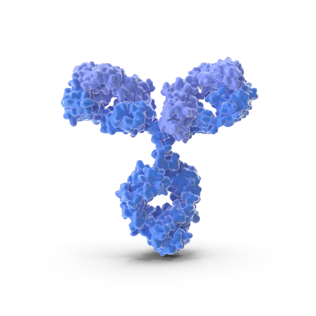MIXL1 Antibody - 100µg