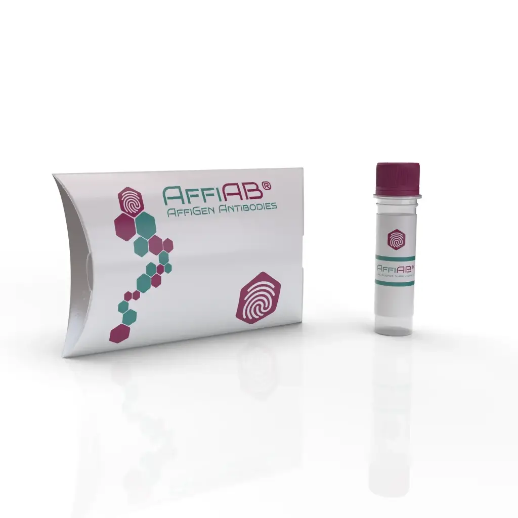 PHF1 Antibody