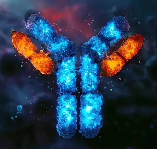 [PAab00753] Anti-AXIN2 antibody - 100µg